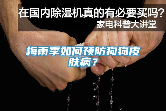 梅雨季如何預(yù)防狗狗皮膚病?