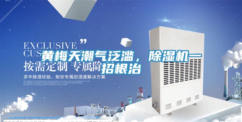 黃梅天潮氣泛濫，除濕機一招根治